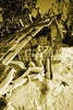 Survivor by Christopher Francis (Limited Edition Fine Art Giclee)